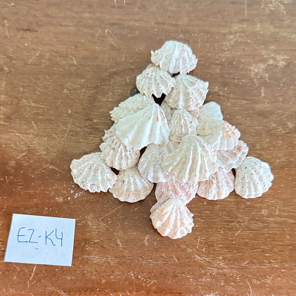 Kitten Paw Shells - 30 Natural handpicked - Small